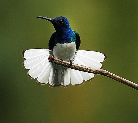 Fábula del colibrí