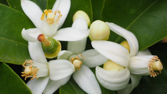 Flor de azahar – Usos y beneficios